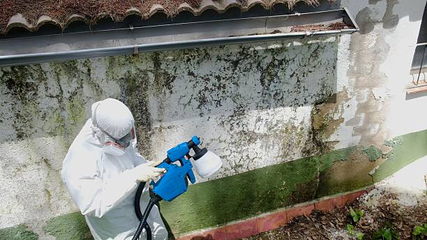 Trusted Attic Mold Removal service in Tucker, GA - Cheap Mold Removal